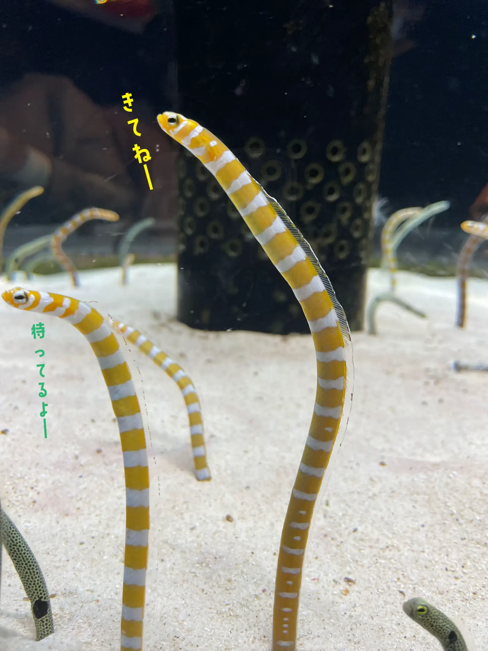 美ら海水族館チケット♡大人2名分 - 水族館