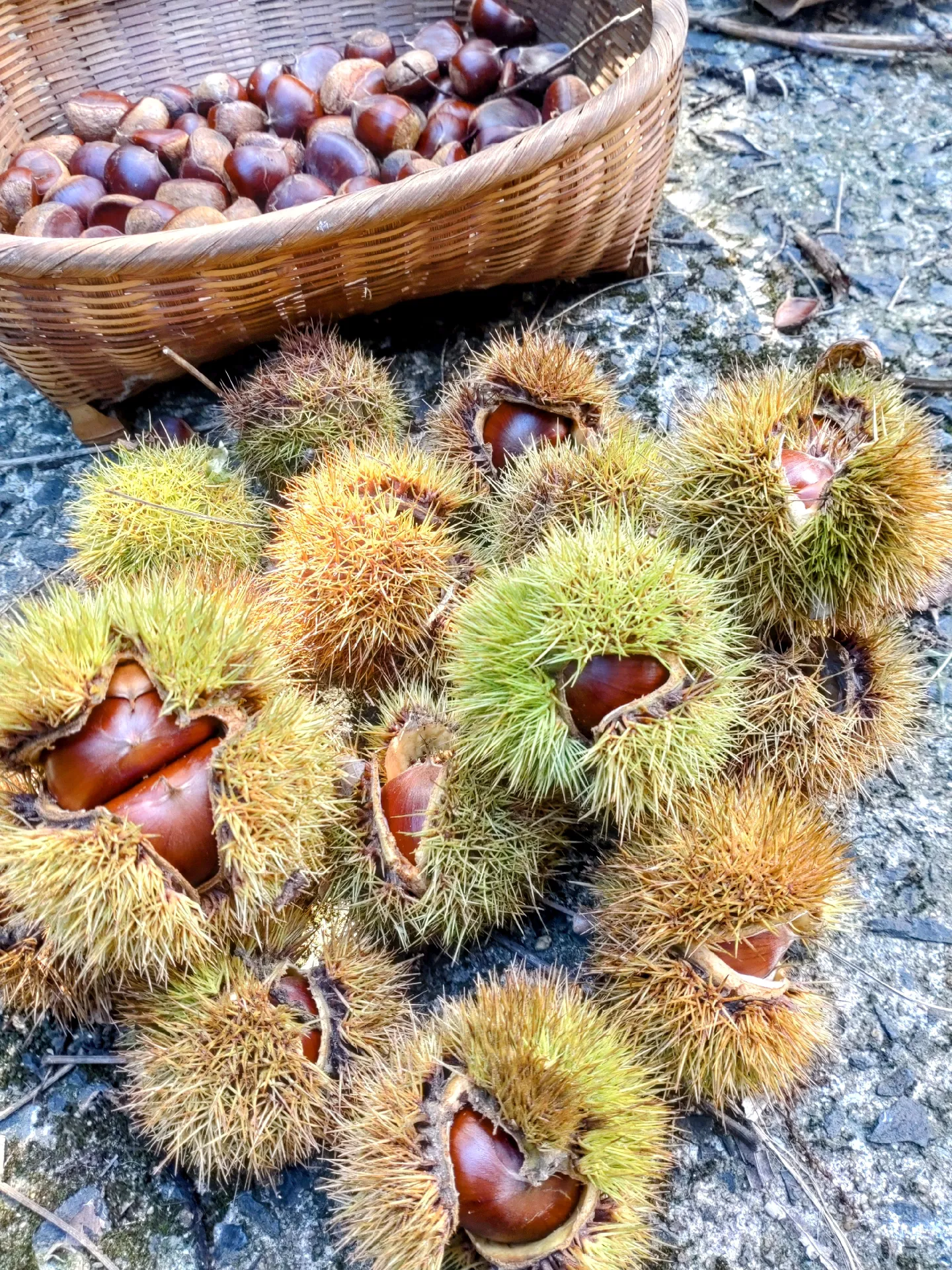 🌰栗落ちてきたよ!虫食いも多いけど、今年も一杯出来たね。🤗 | FujimiYamashitaが投稿したフォトブック | Lemon8