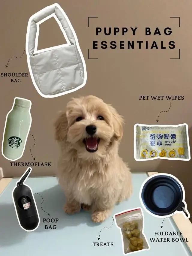 I only need 5 items in my puppy bag!! แกลเลอรีที่โพสต์โดย Uki Lemon8