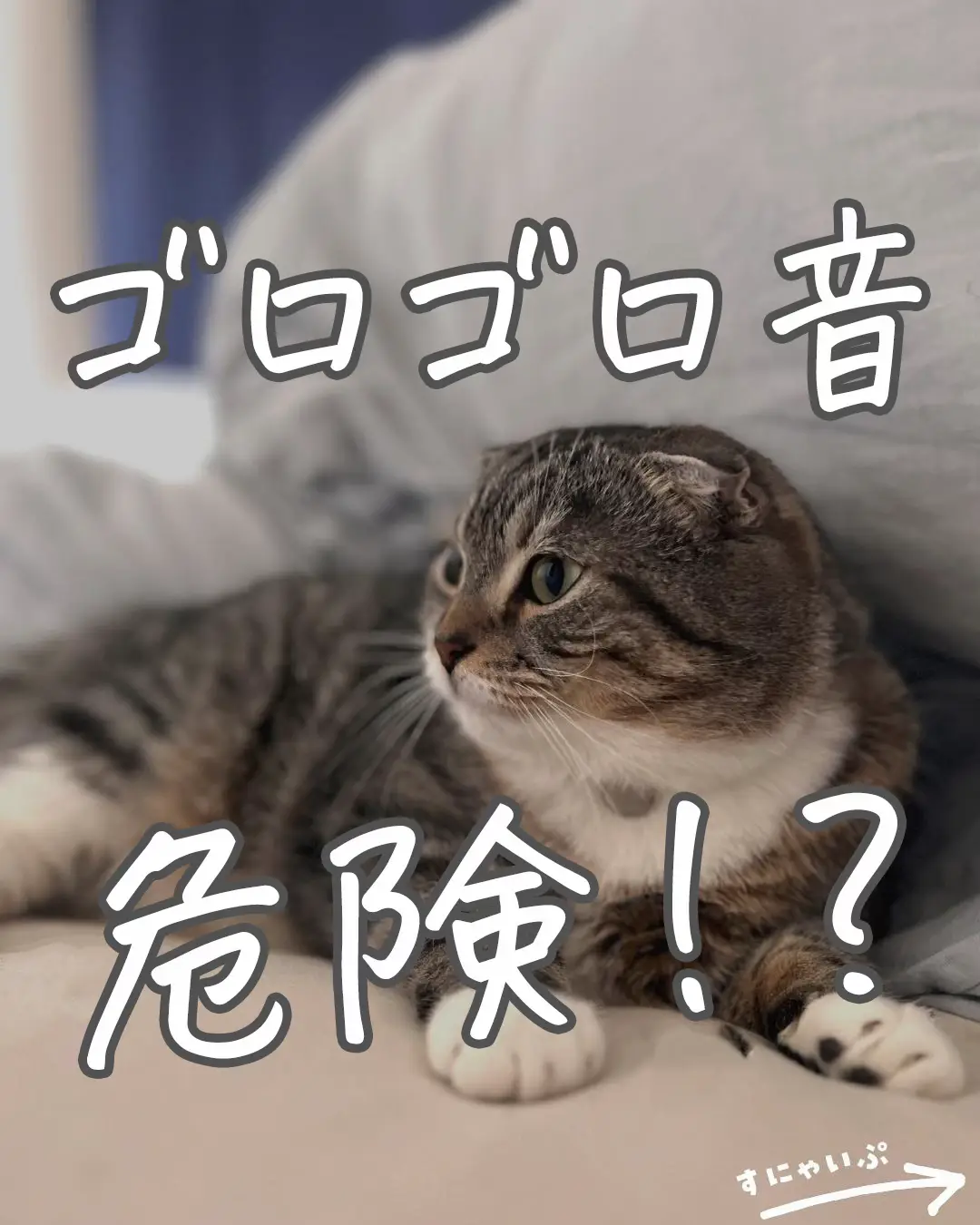 猫は癒し - Lemon8検索