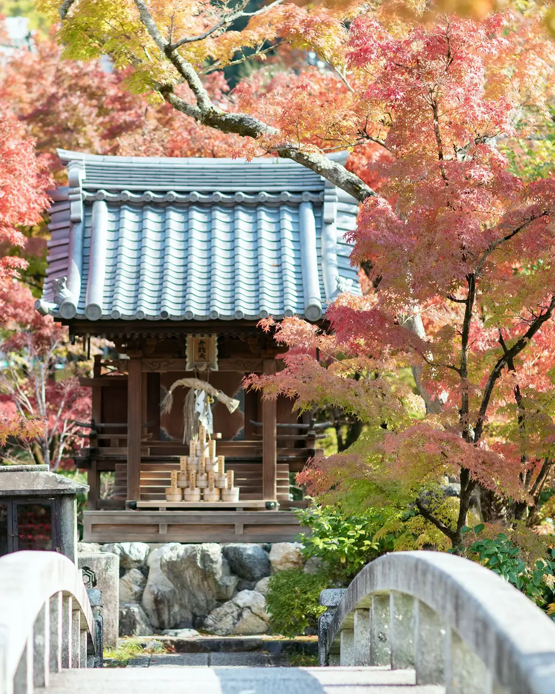 色鮮やかなカエデやモミジ、まさに「別格」の紅葉。京都東山の紅葉散歩♪の画像 (6枚目)