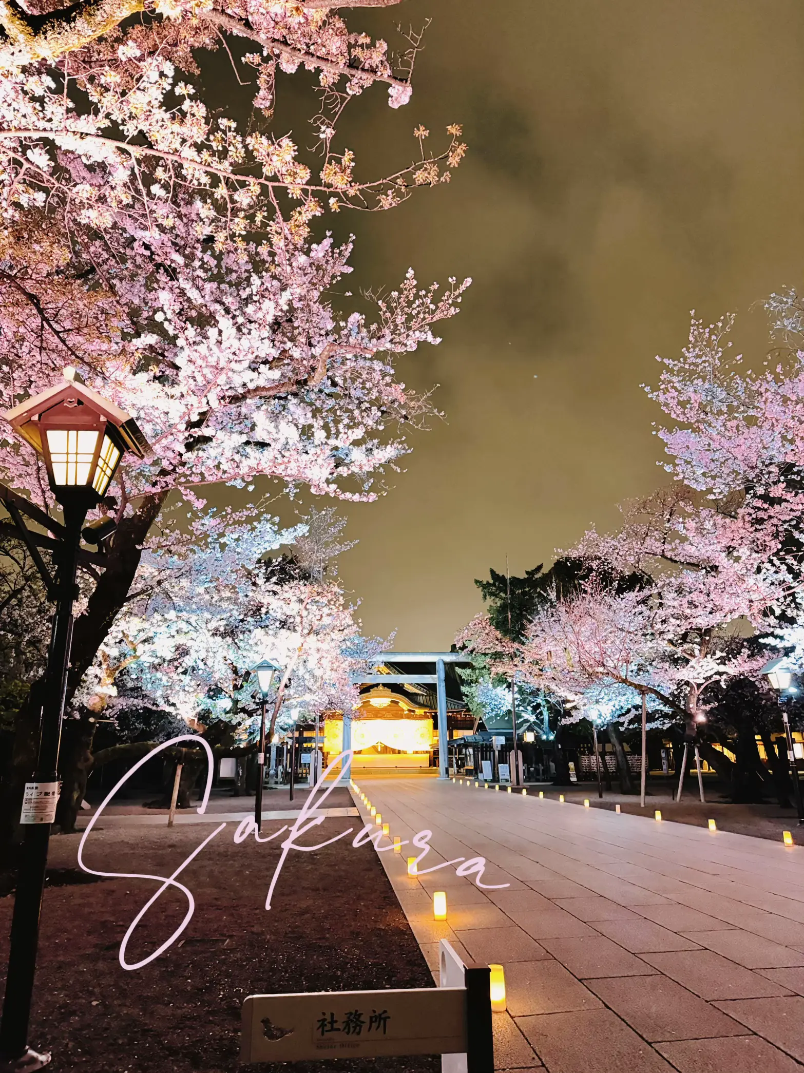 ✼東京✼圧巻!!参道にある桜の木がとても綺麗な靖国神社✨ | chim🫧コスパ旅が投稿したフォトブック | Lemon8