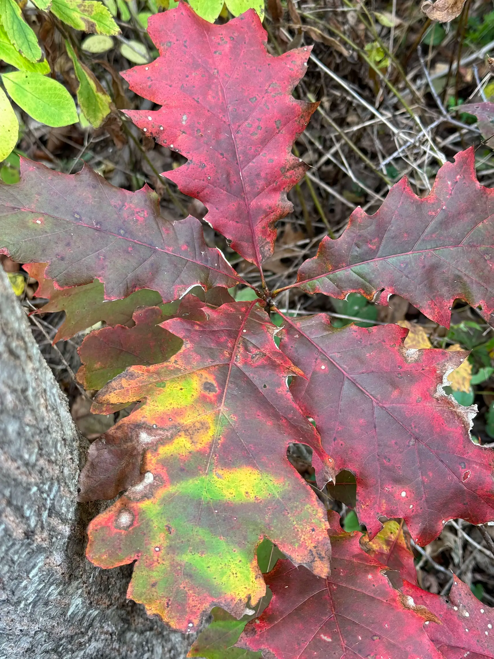 Tie Dye Oak Leaf Gallery posted by nature_nd Lemon8