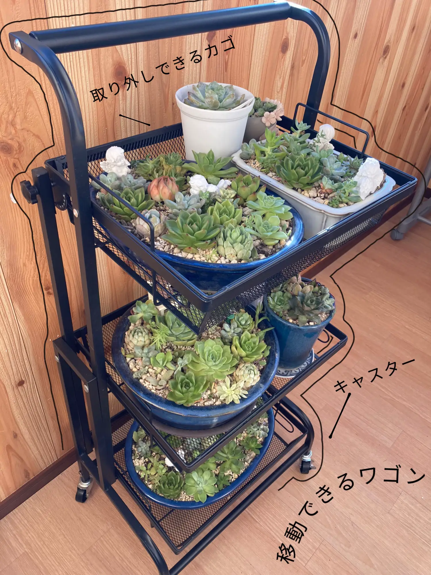 移動式ワゴン 多肉植物の日光浴✨🌵 | 謎肉球が投稿したフォトブック