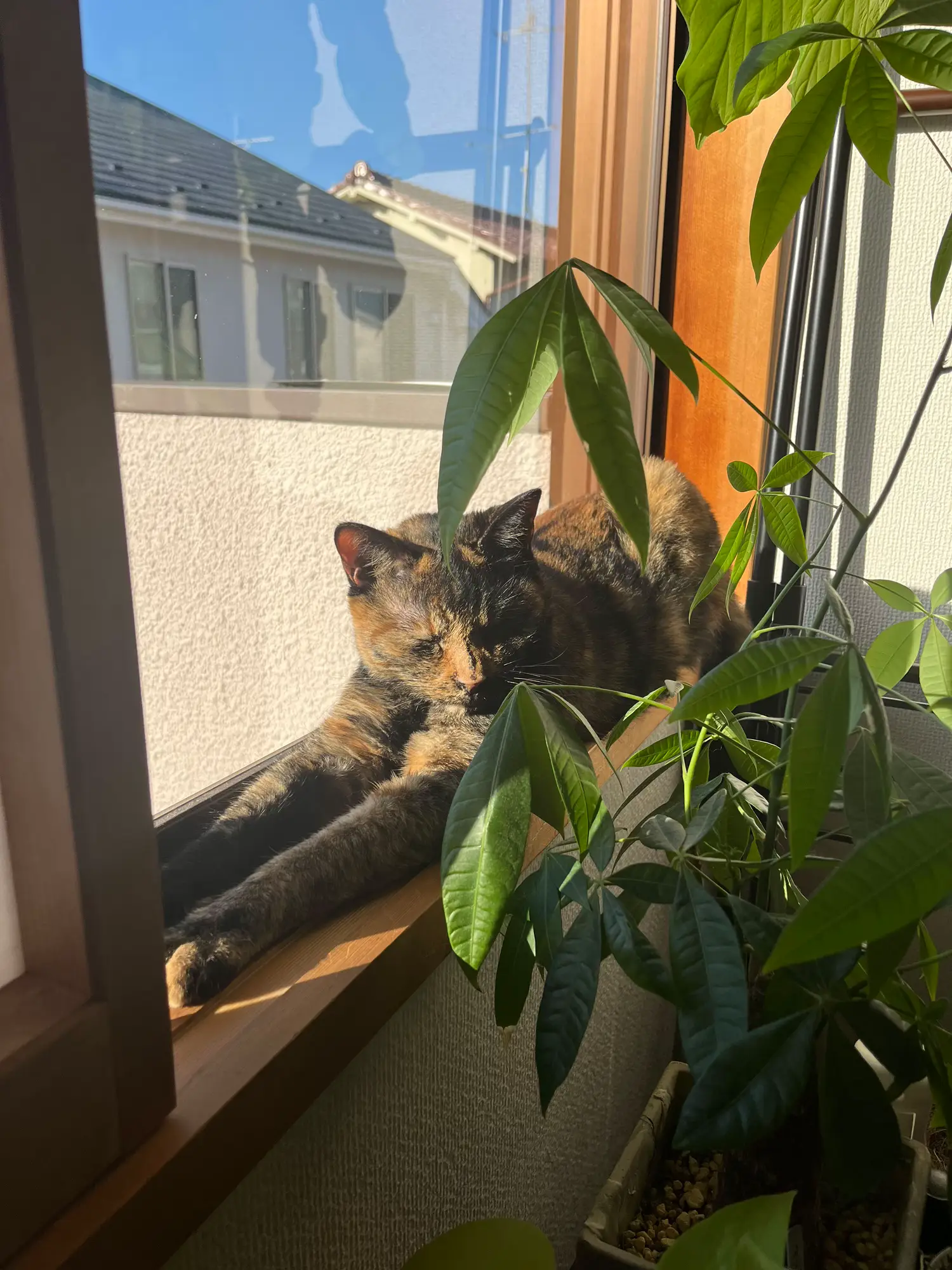 日向ぼっこする、椿さん。 | I NO IRO / イノイロが投稿したフォトブック | Lemon8