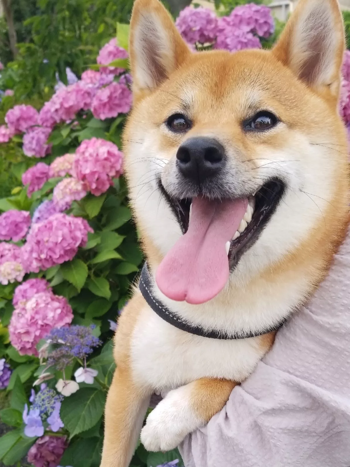 もこと紫陽花😍 | 柴犬もこが投稿したフォトブック | Lemon8