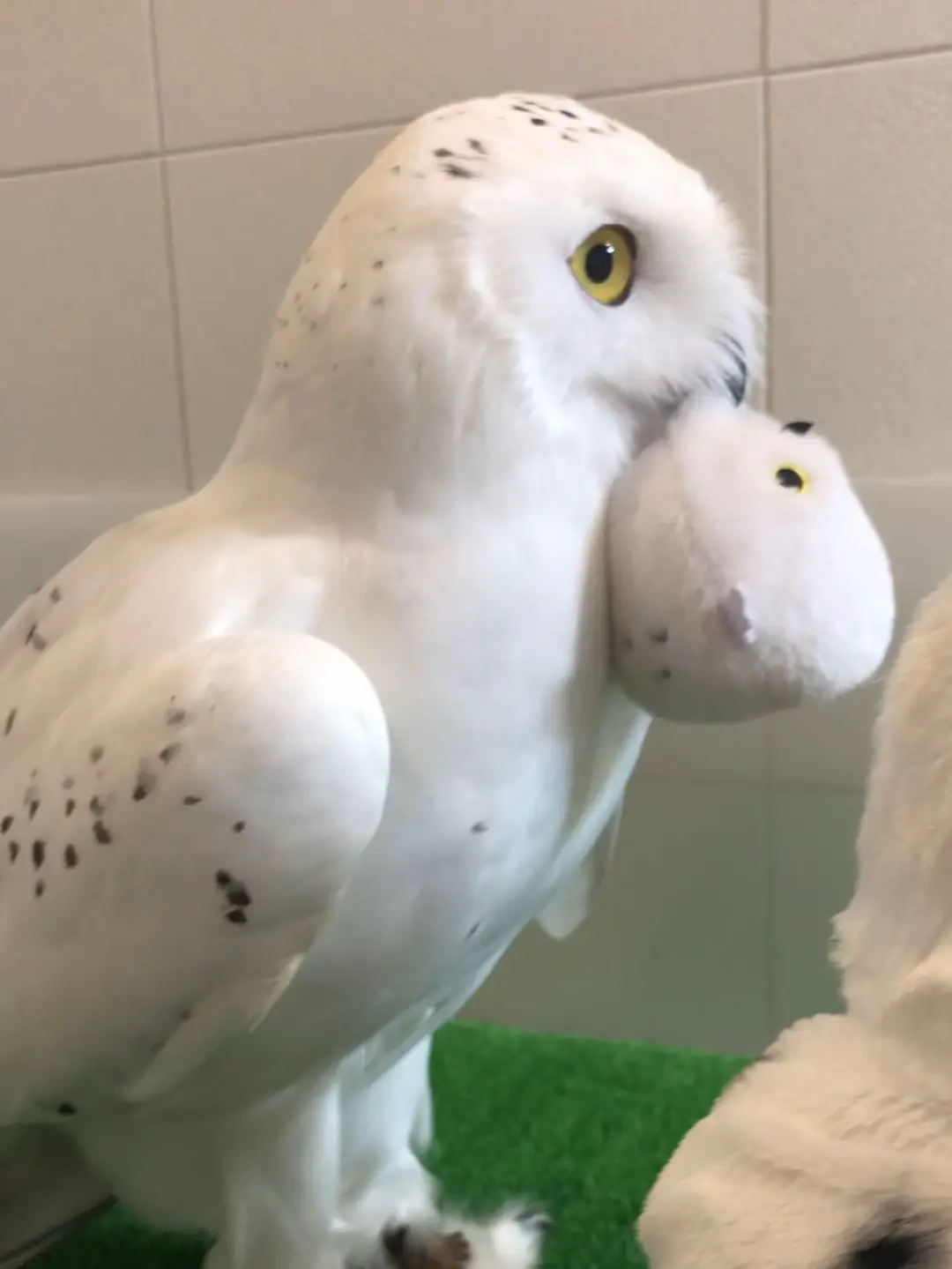 シロフクロウの性格は？飼って感じた特徴と暑さ対策｜男の子シロン 