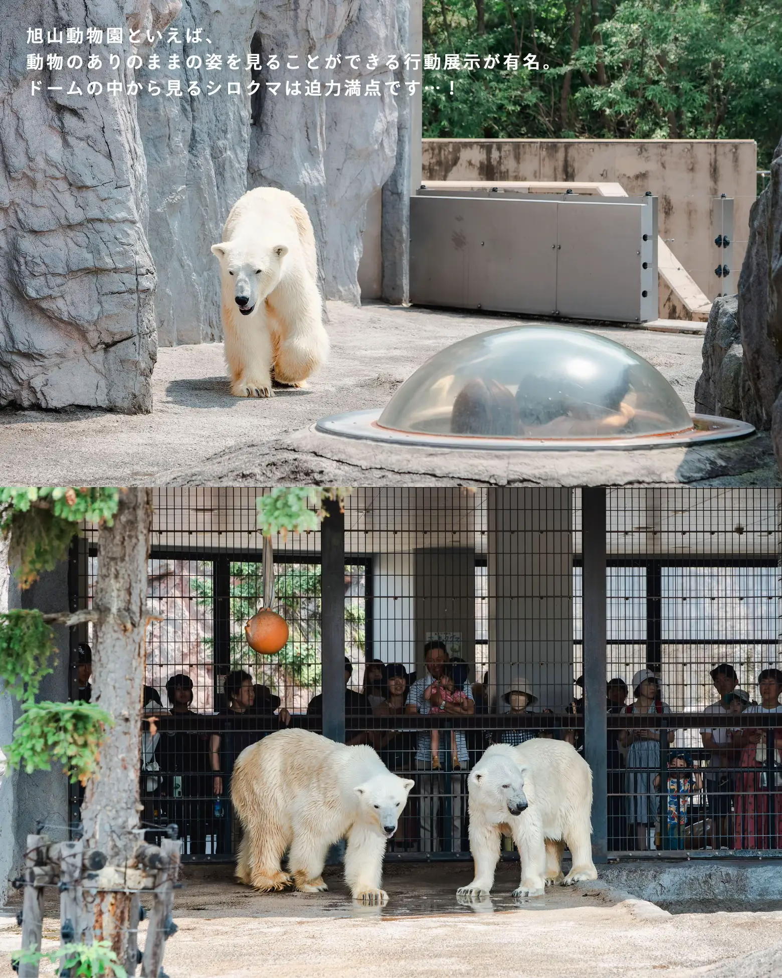 北海道】大迫力な行動展示が大人気！旭山動物園 | miho｜絶景カメラ旅