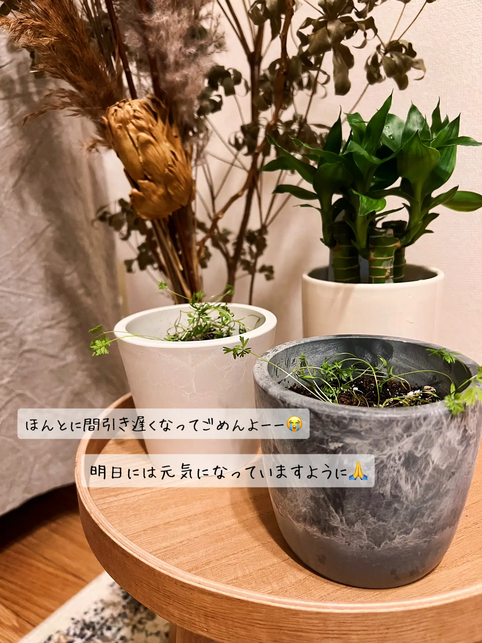 ミニキャロット栽培キット🥕 もっさもさになりました‪🌱‬ | mirei￤窓の大きいリビングが投稿したフォトブック | Lemon8