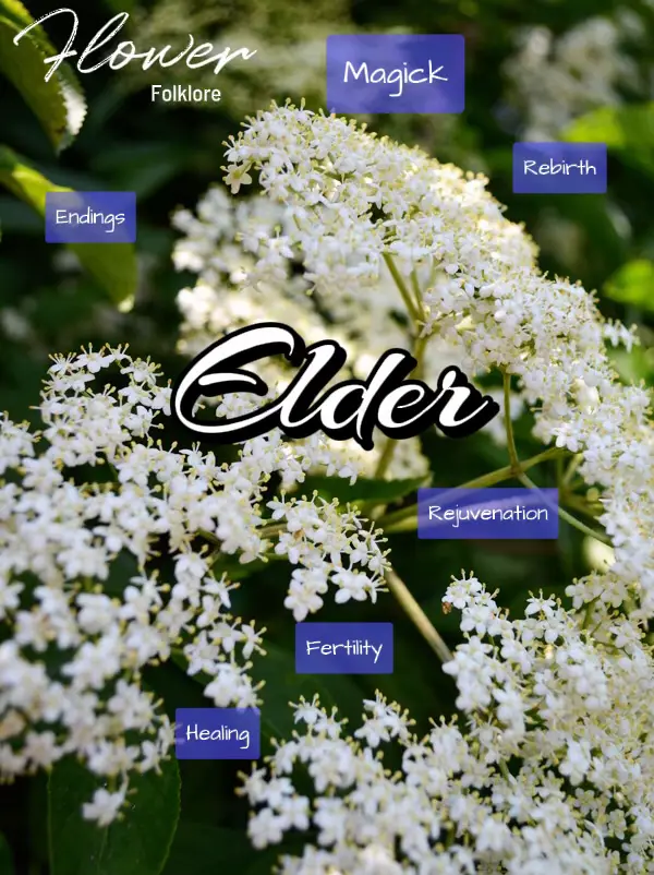 Elderflower for Respiratory Issues - Lemon8 Search