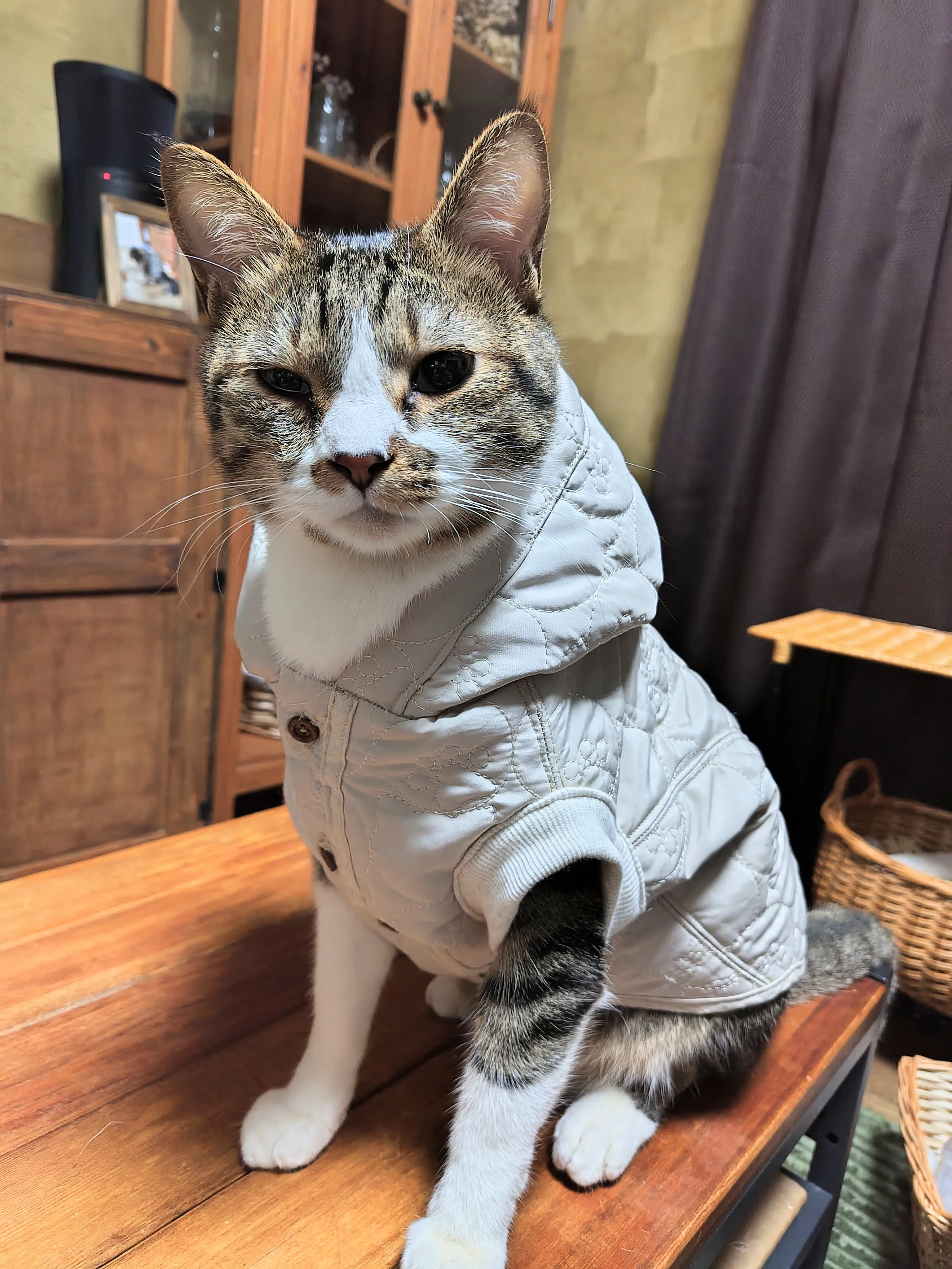 Homemade Cat Costumes - Lemon8検索