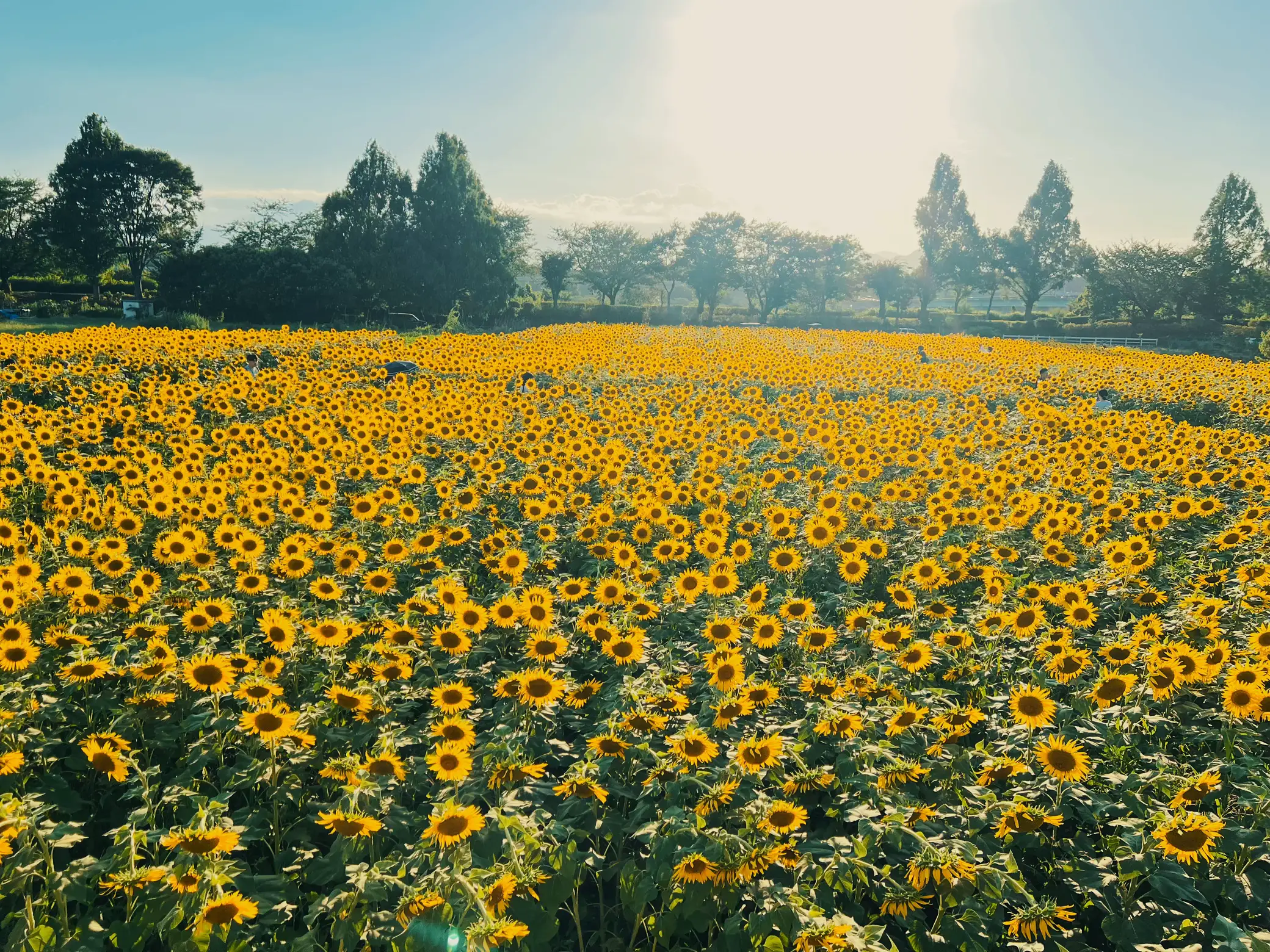 夏といえばひまわり🌻 | strawberry14が投稿したフォトブック | Lemon8