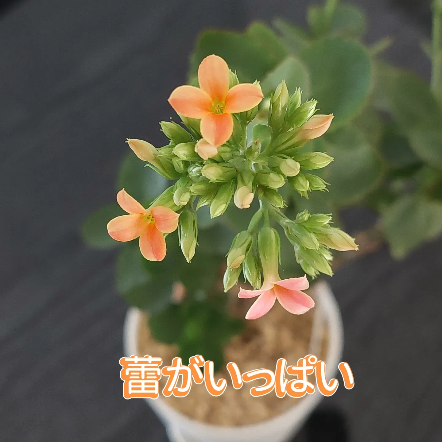 花の色が変化したカランコエ | teruru?が投稿したフォトブック | Lemon8