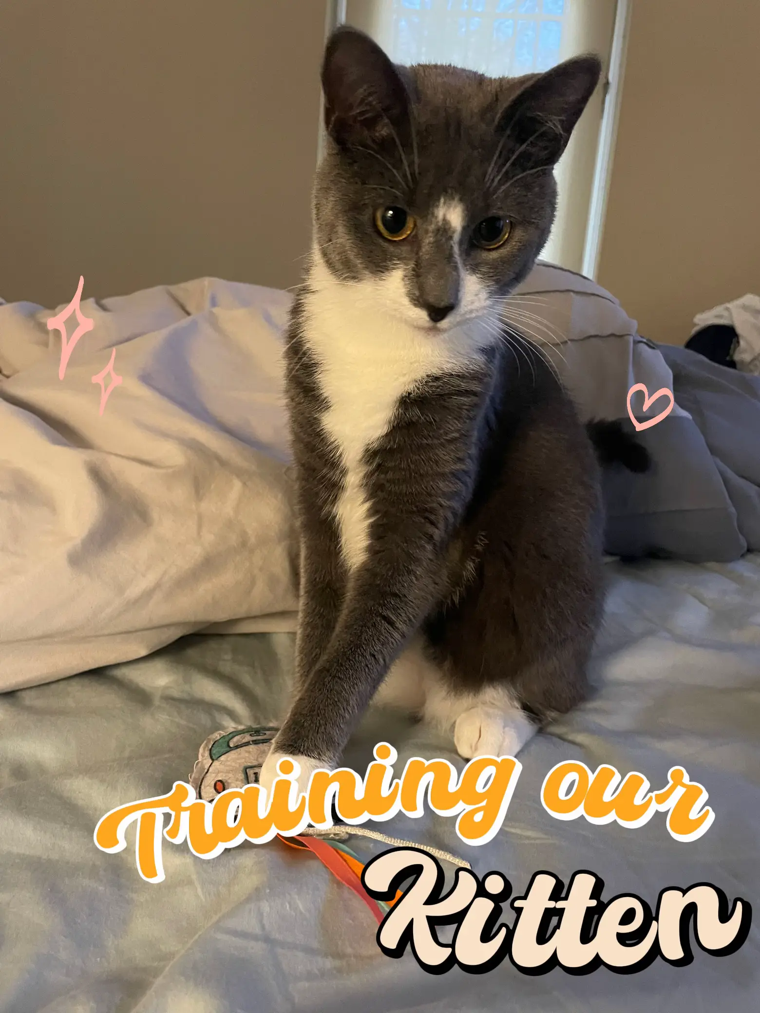 Can Cats be Trained?🐈🫶 Gallery posted by Jessica