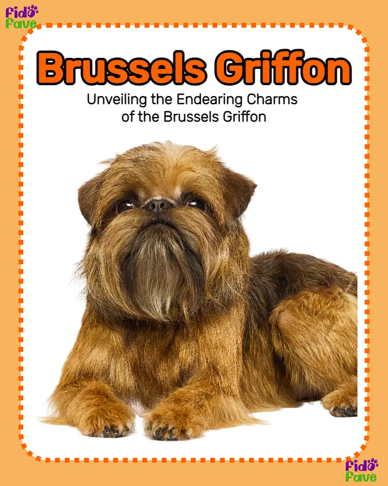 Brussels best sale griffon origin