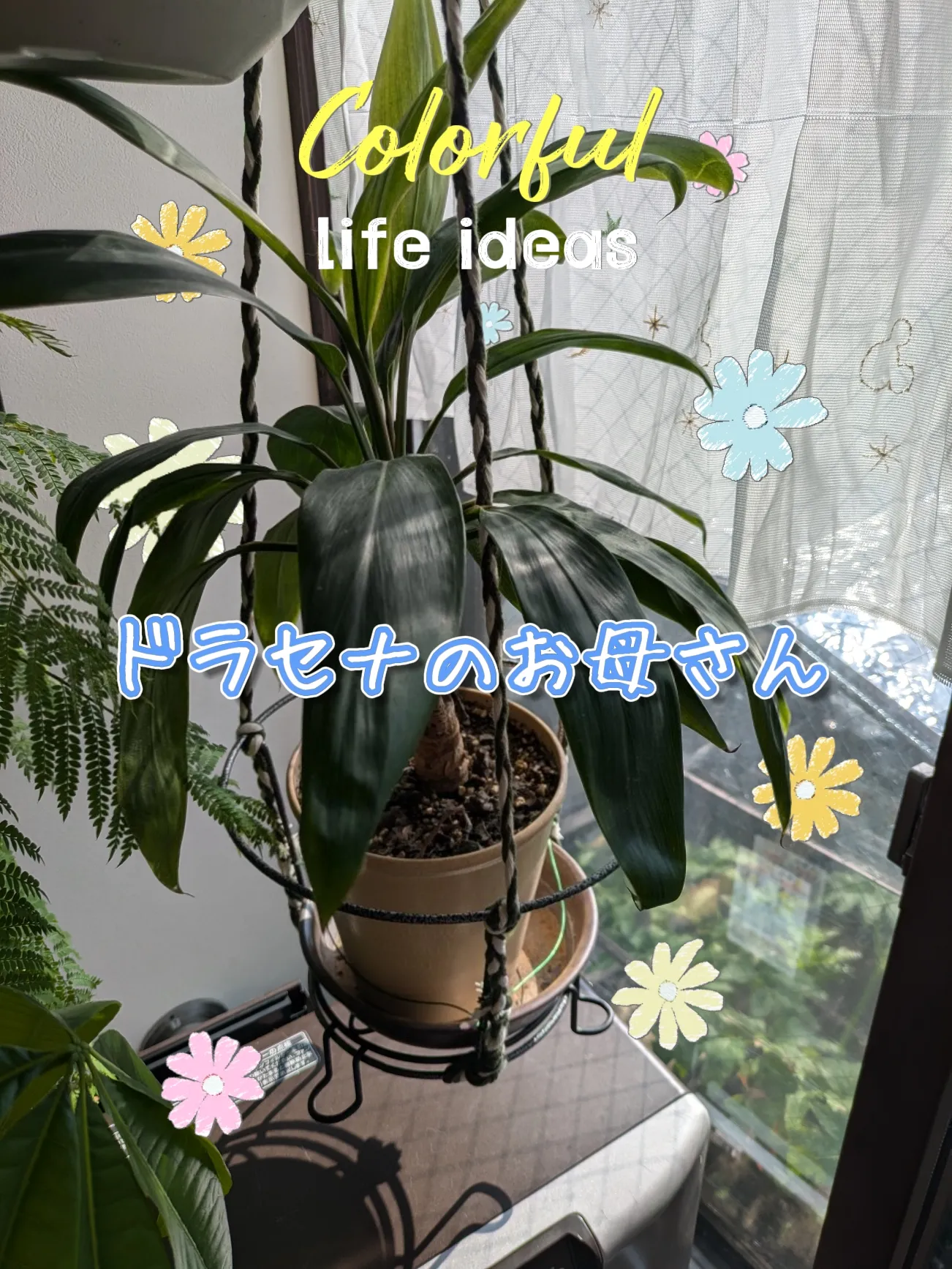 ドラセナ トリカラーカールリーフ - メルカリ