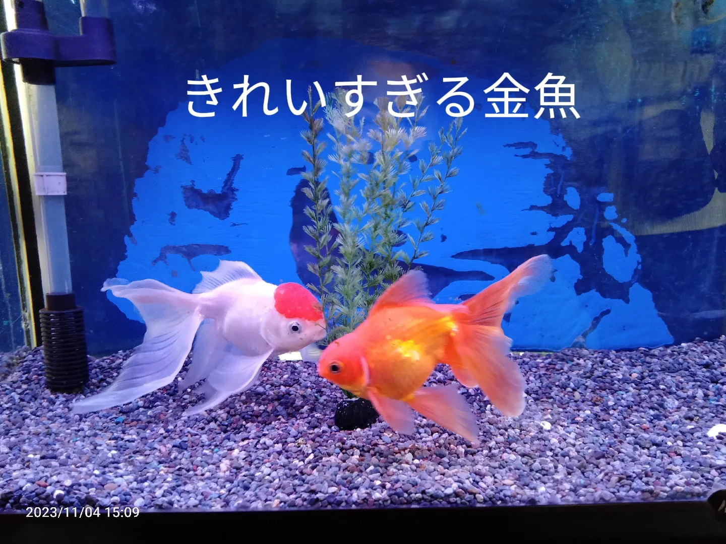 京都の紅葉と泳ぐ金魚 ジオラマ - その他