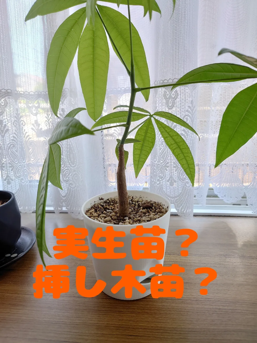 パキラ ミルキーウェイ 実生苗の挿し木 - 植物/観葉植物