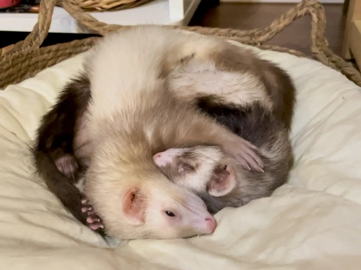 Yuki ferret sleeping twice