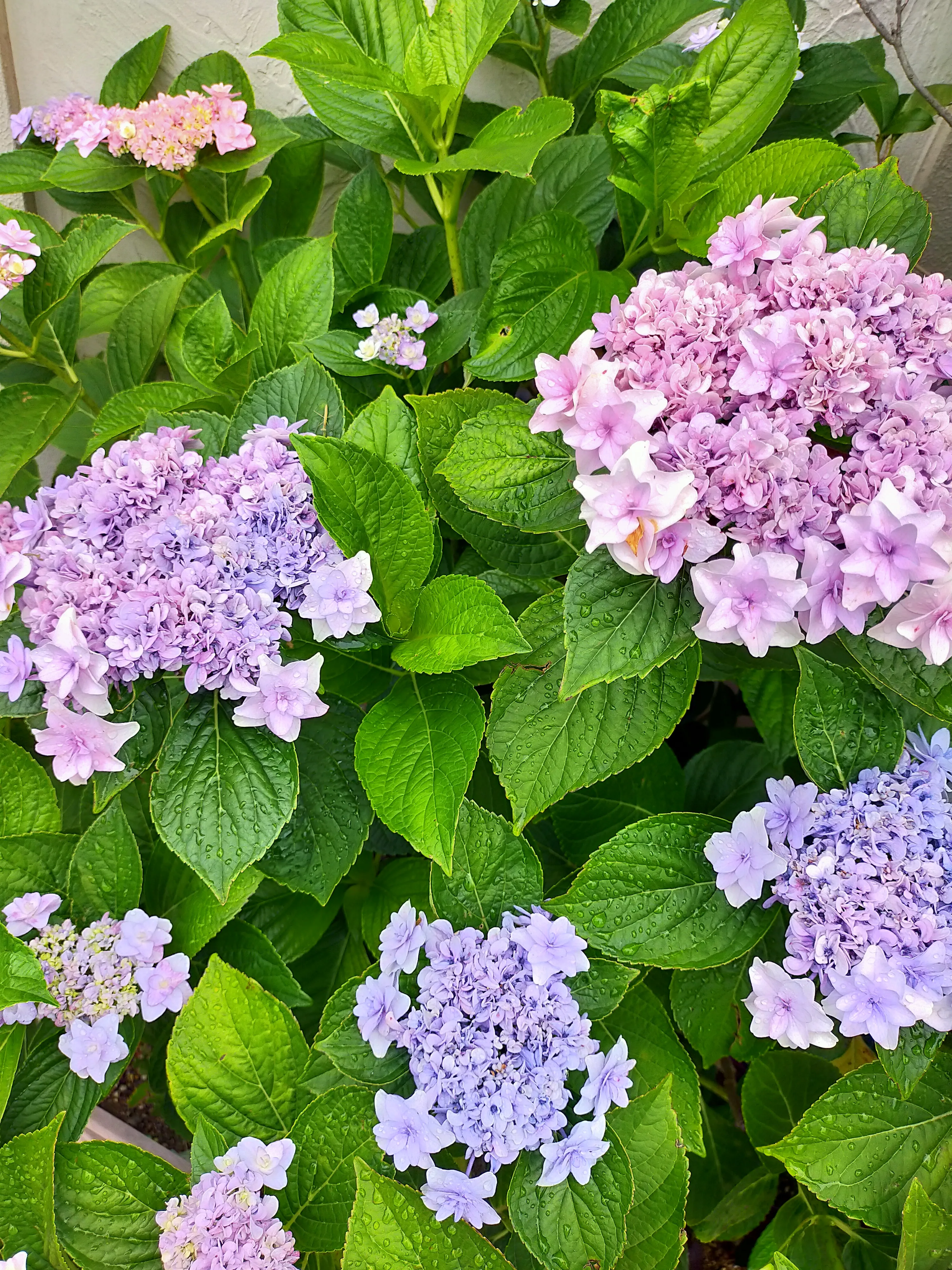 我が家の紫陽花 | あーちゅが投稿したフォトブック | Lemon8