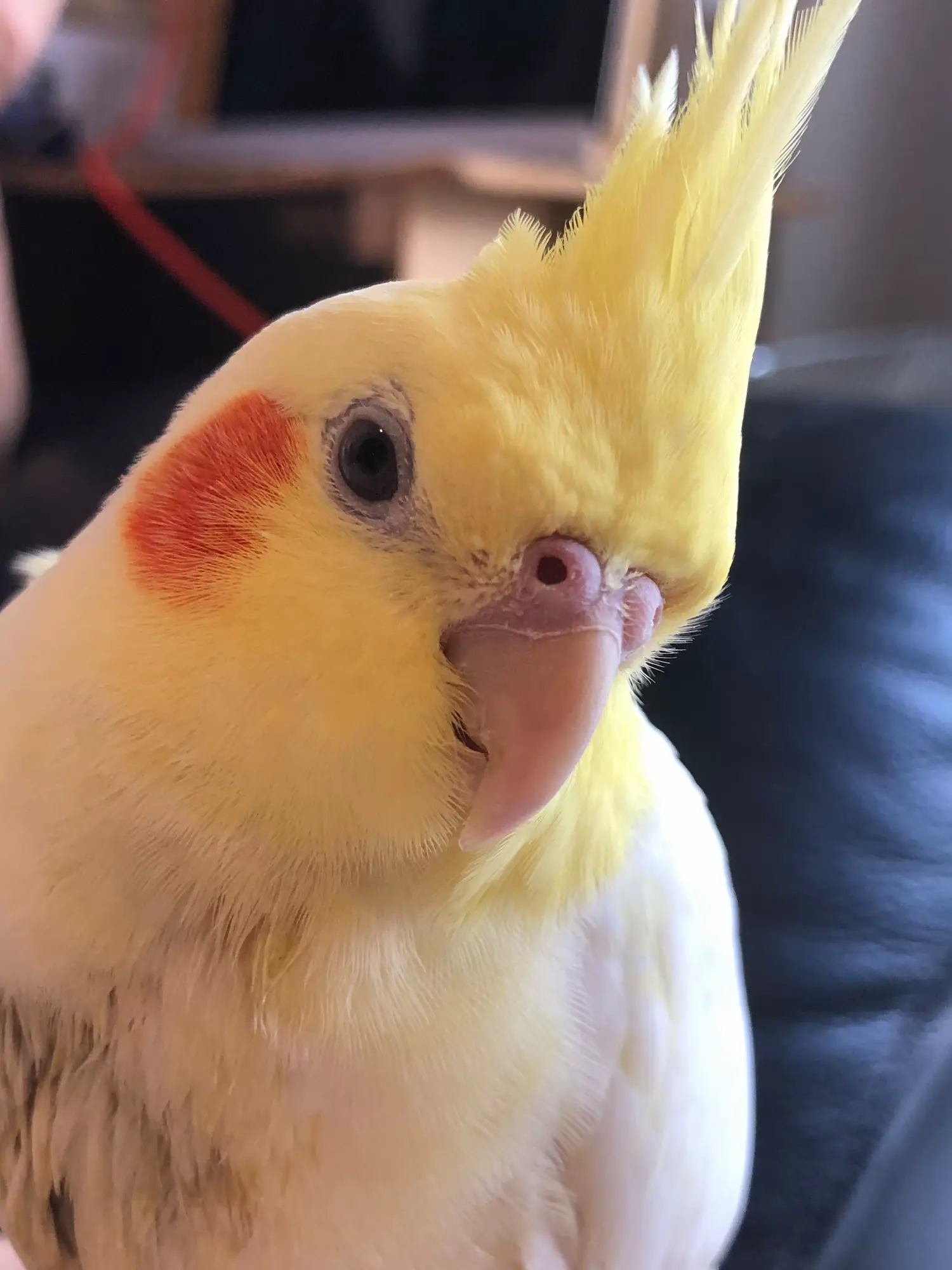 オカメインコ オス2歳 2匹 - 東京都のその他