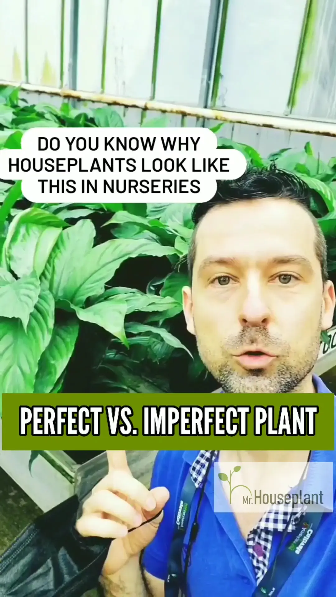Perfect vs Imperfect Plants Video published by Mr. Houseplant Lemon8