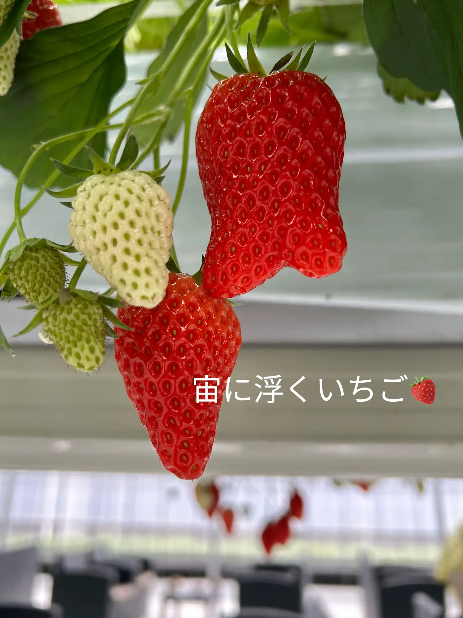 宙に浮くいちご🍓 | 風かりが投稿したフォトブック | Lemon8