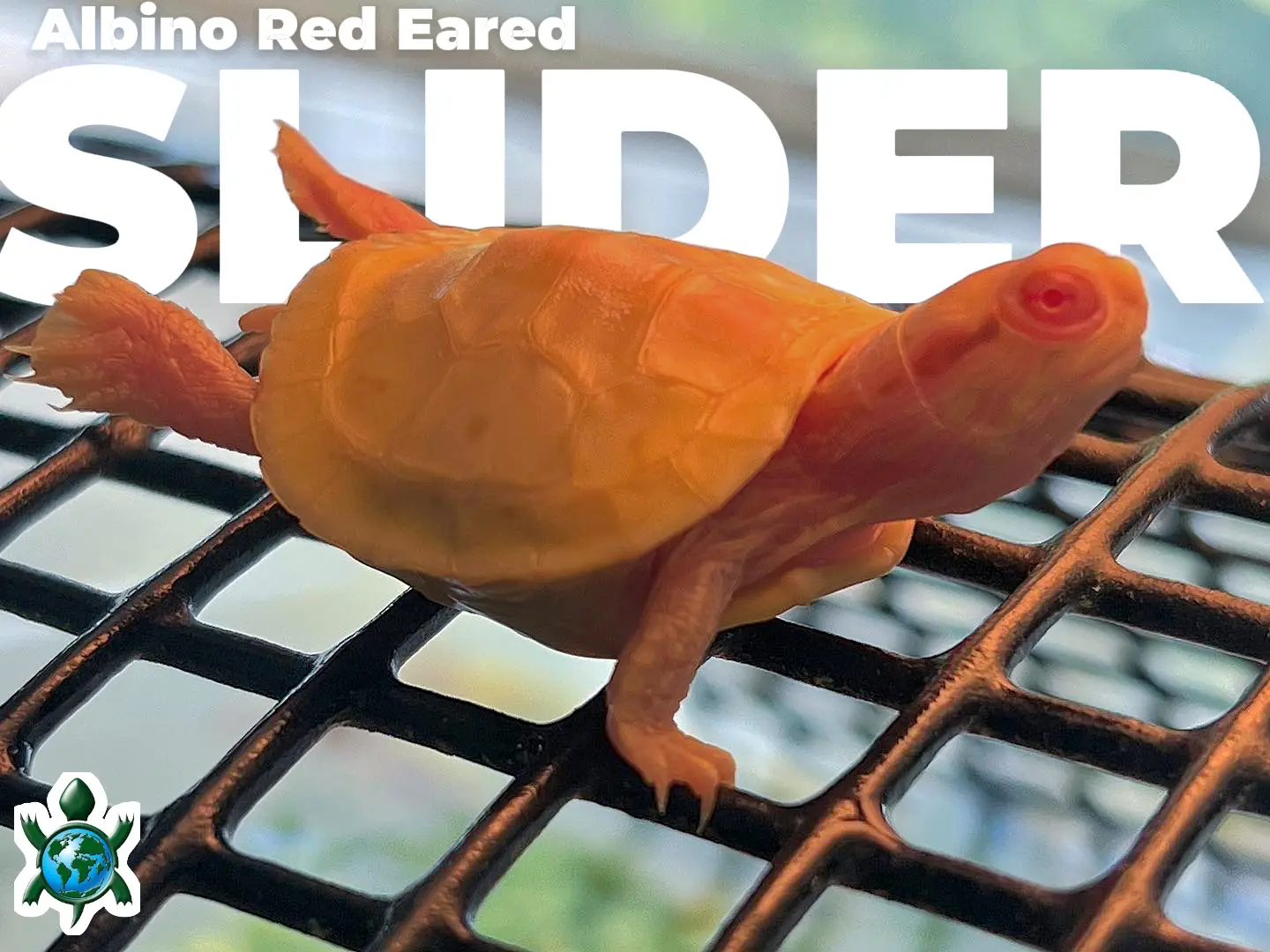 Slider Turtle - Lemon8 Search