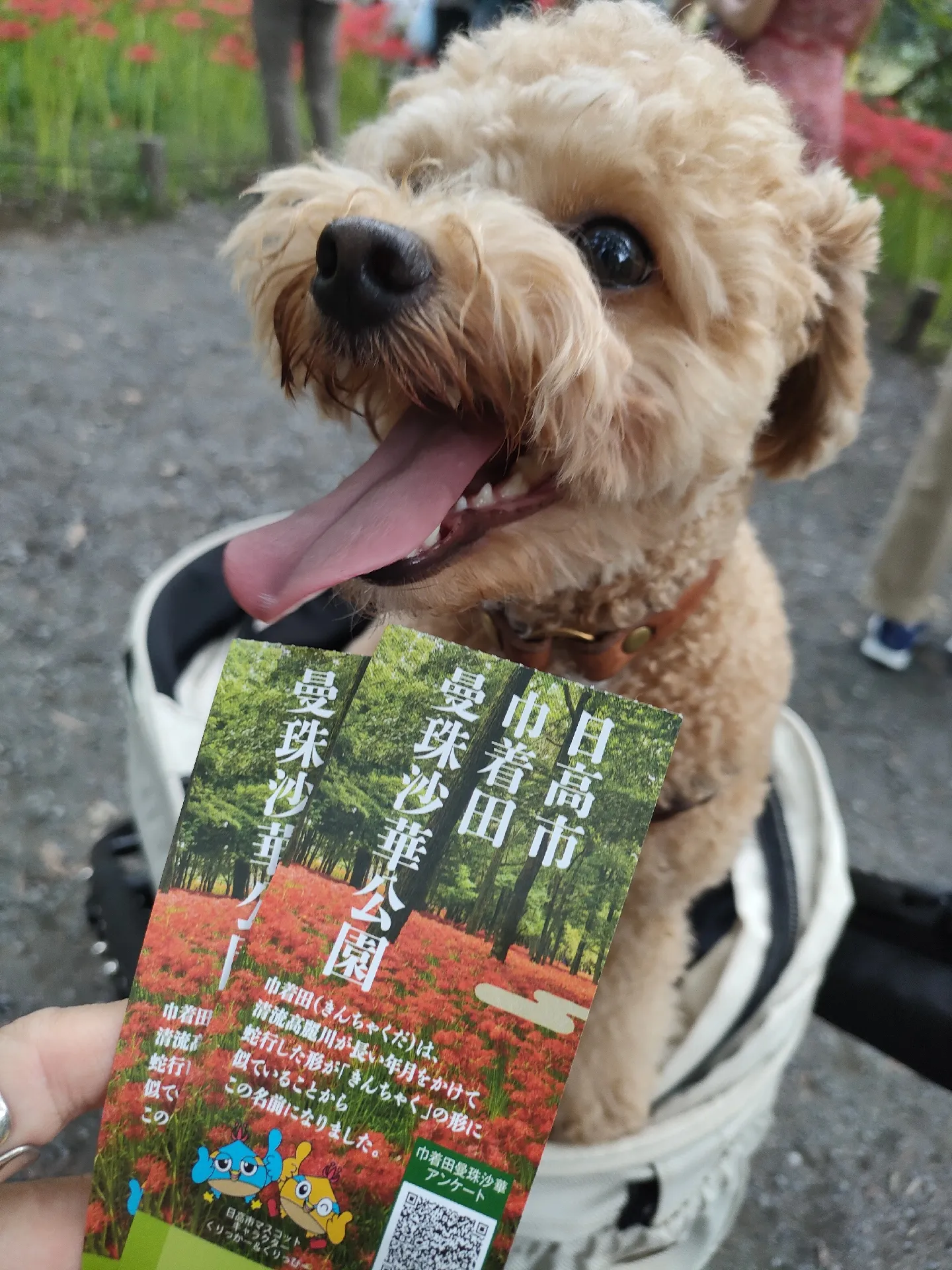 埼玉県日高市の巾着田曼珠沙華公園だよ❤ | teddychihuapoo.が投稿したフォトブック | Lemon8