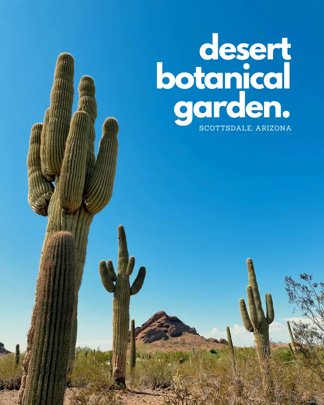 Desert Botanical Garden Gallery posted by isabruna Lemon8