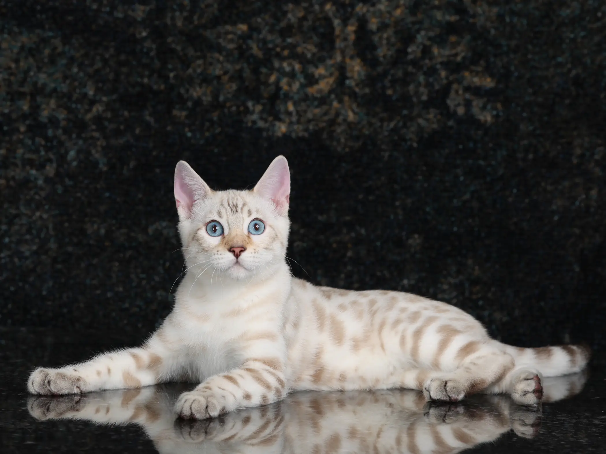 Snow lynx hot sale point bengal