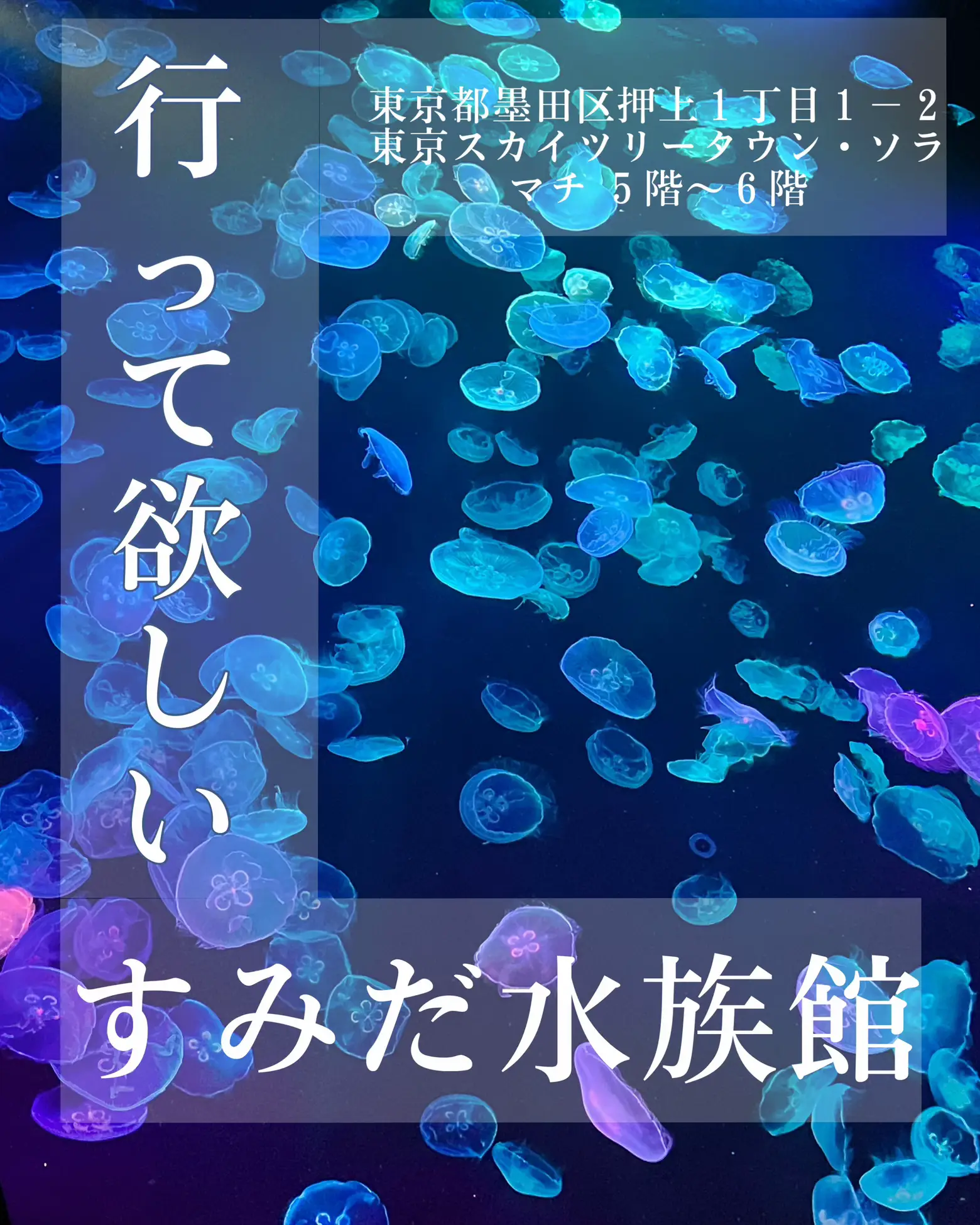 まちるだ様専用 1枚 すみだ水族館 年間パスポート引換券 赤かっ