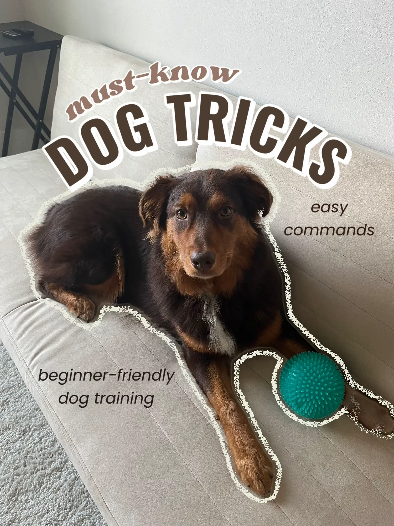 clicker training is our favorite especially for tricks #dogsoftiktok #, dog training