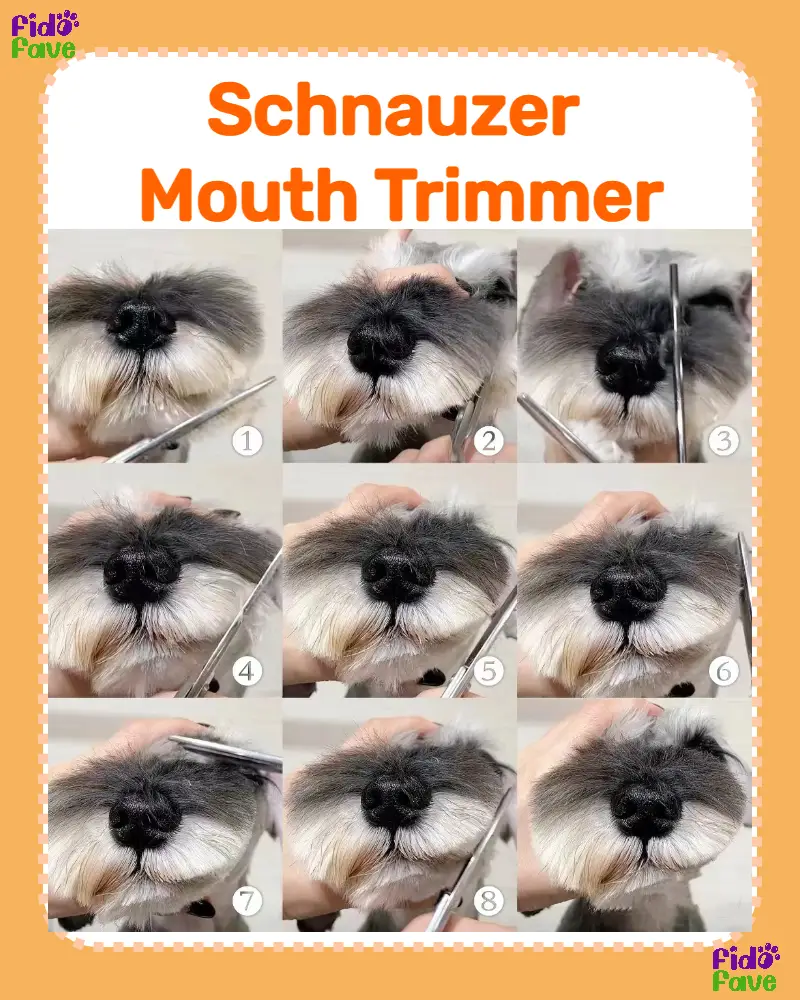 Schnauzer trimmer shop