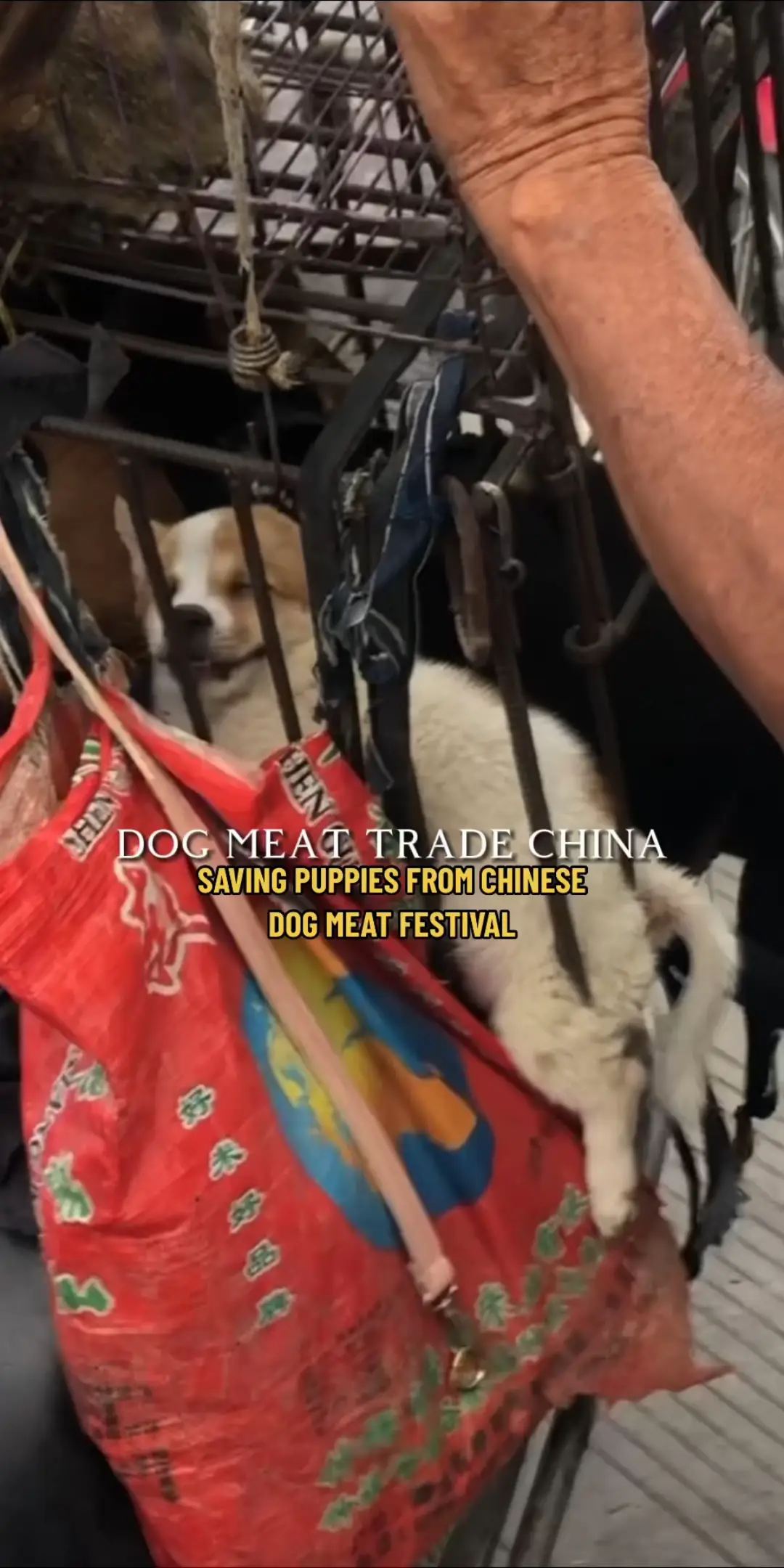 Rescuing Puppies From Yulin Dog Meat Festivalchina 