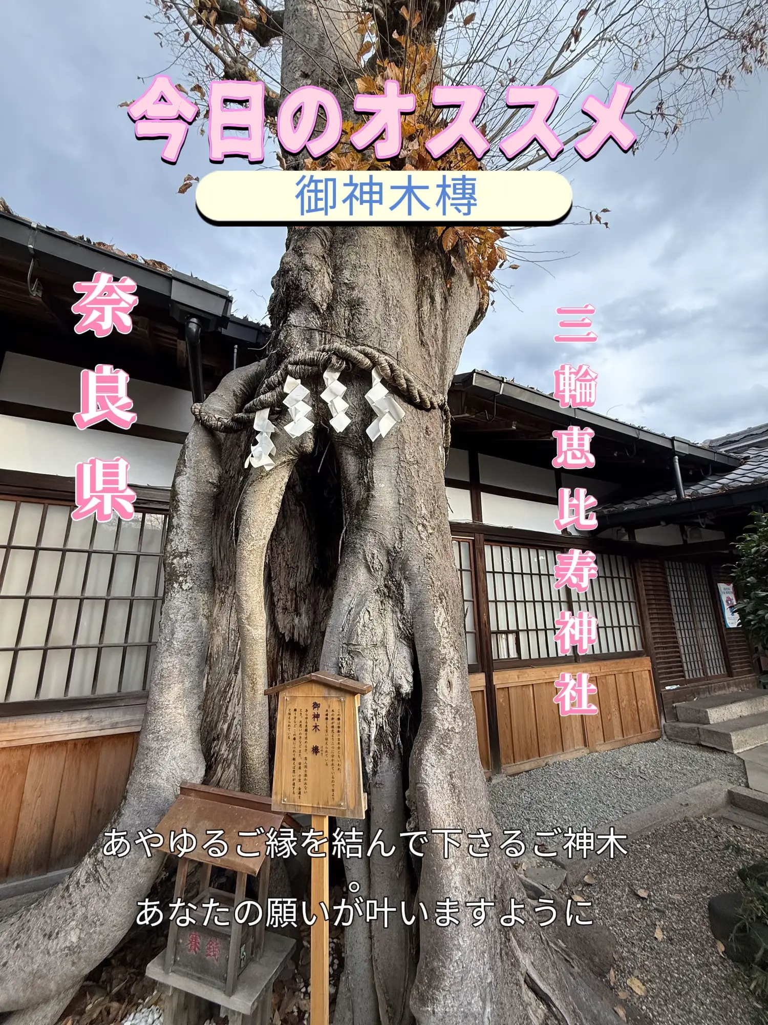 にゃんと素敵なご利益！ナナちゃんが三輪恵比寿神社のケヤキ御神木で 