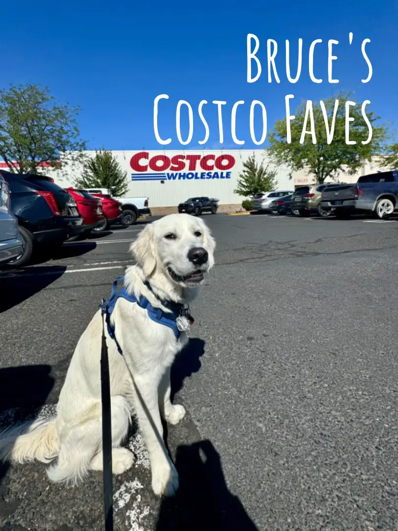 Costco dog leash best sale