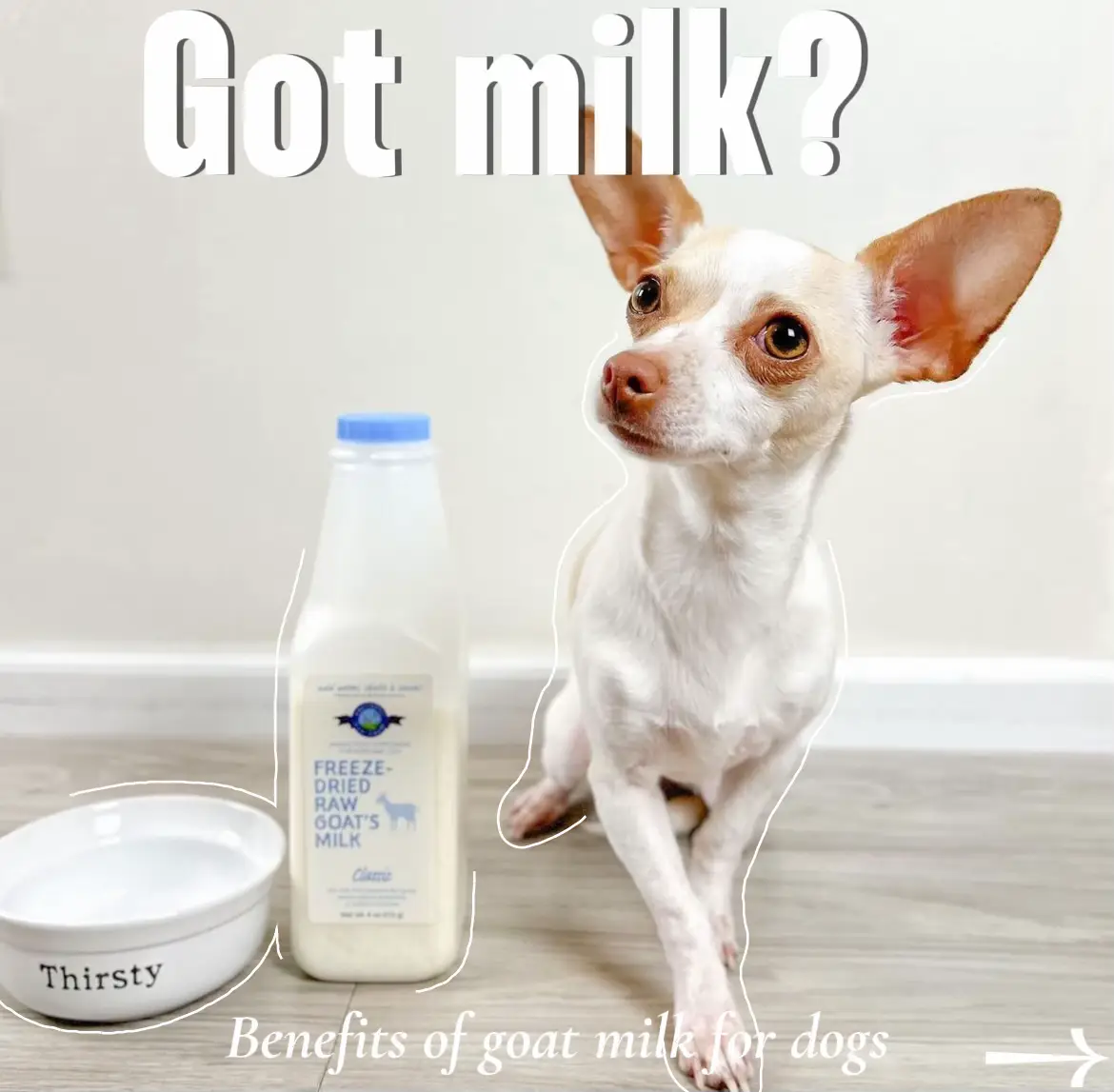 Dogs and clearance dairy products