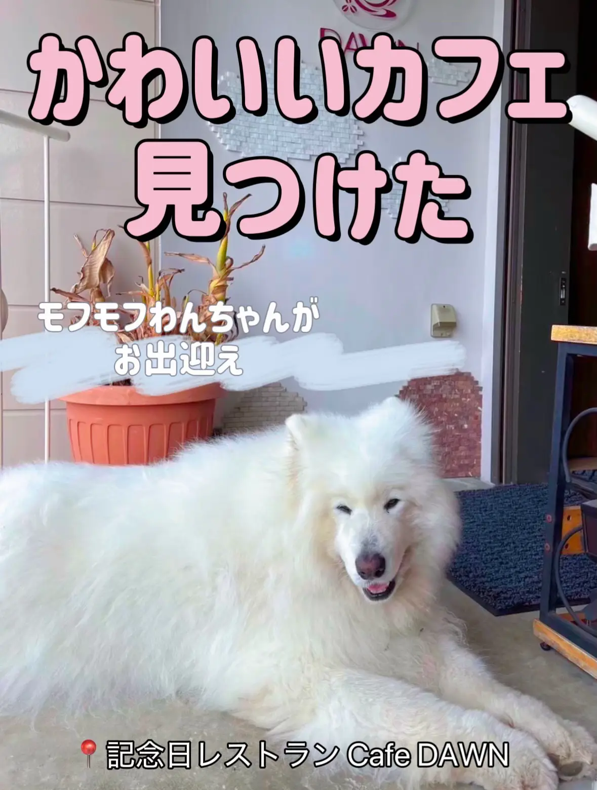 わんこ確認用ですฅ՞•ﻌ•՞ฅワン♥｜インテリア小物
