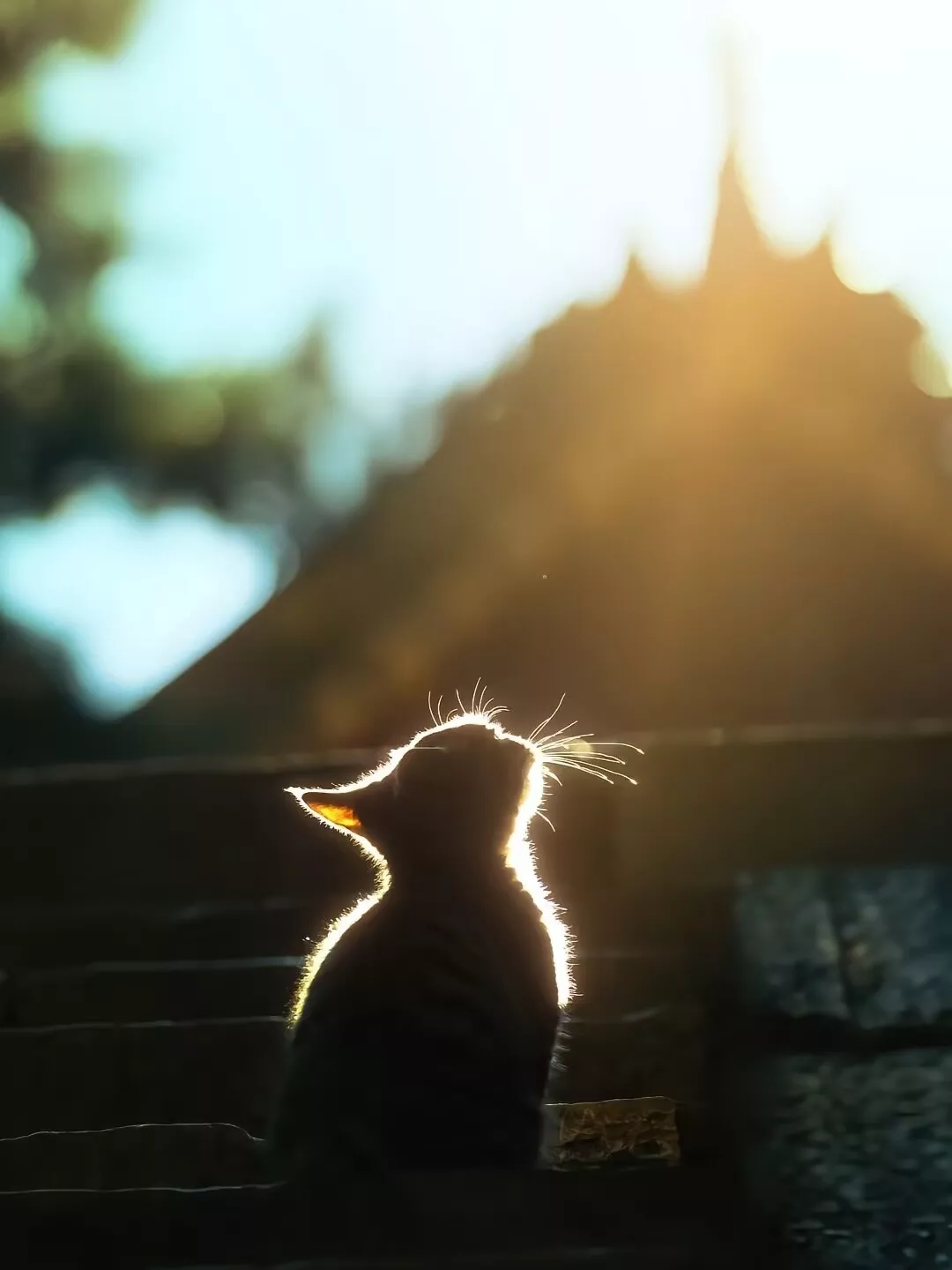 光るのは猫だけではなく、あなたもです | kyrieが投稿したフォトブック 