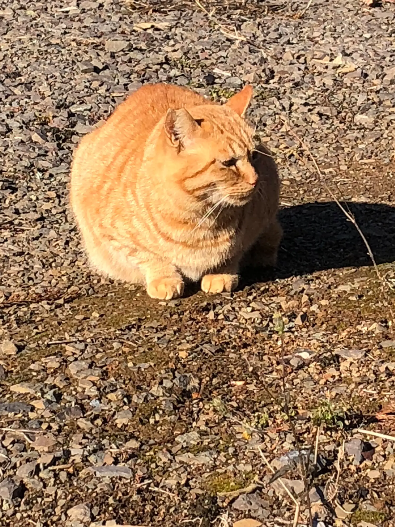 かわいい猫のいる神社 熊野那智神社 | natsuが投稿したフォトブック | Lemon8