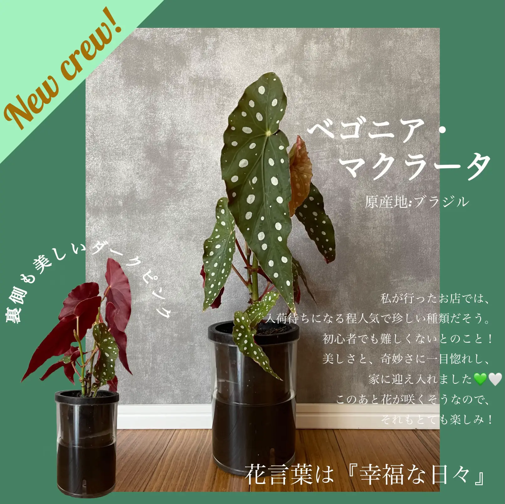 木立ベコニア☆幸福の日々☆ - その他観葉植物