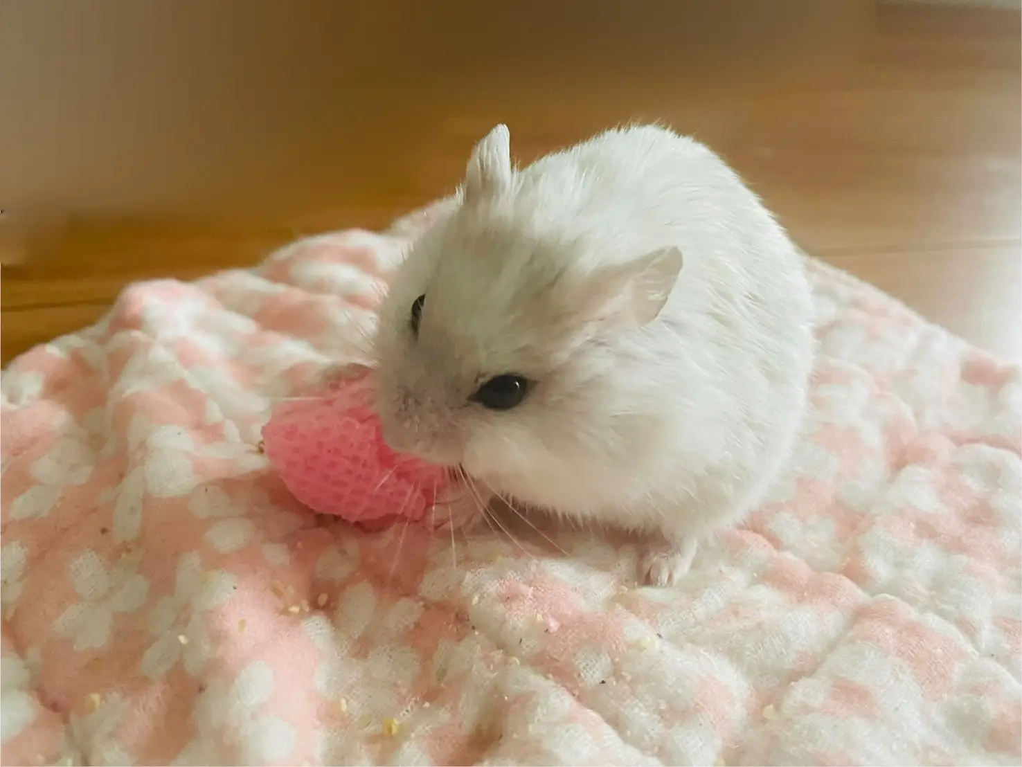 ハムスターハウス♡もっちぃ様 美しき