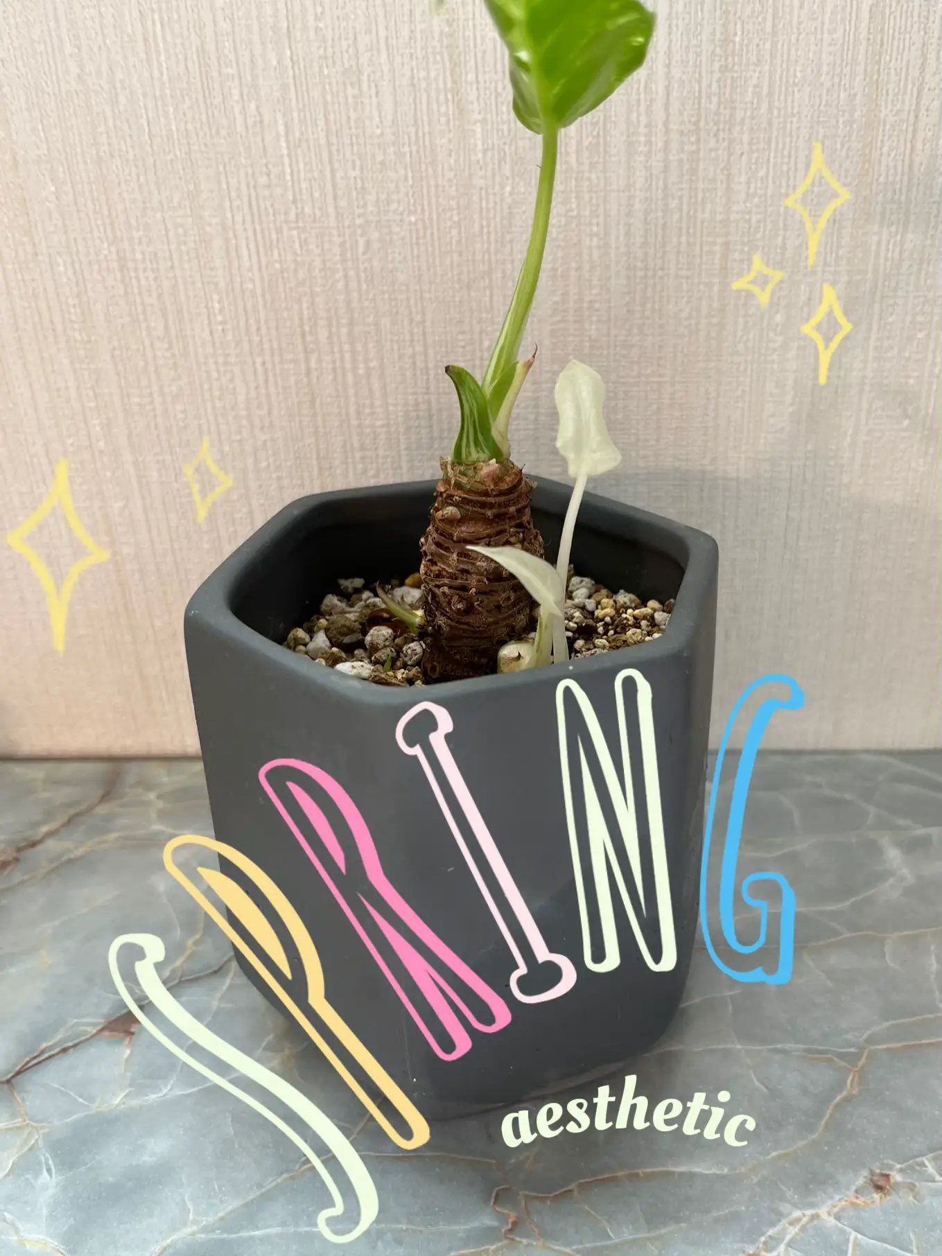 クワズイモ斑入り 新芽展開中 高さ12cm