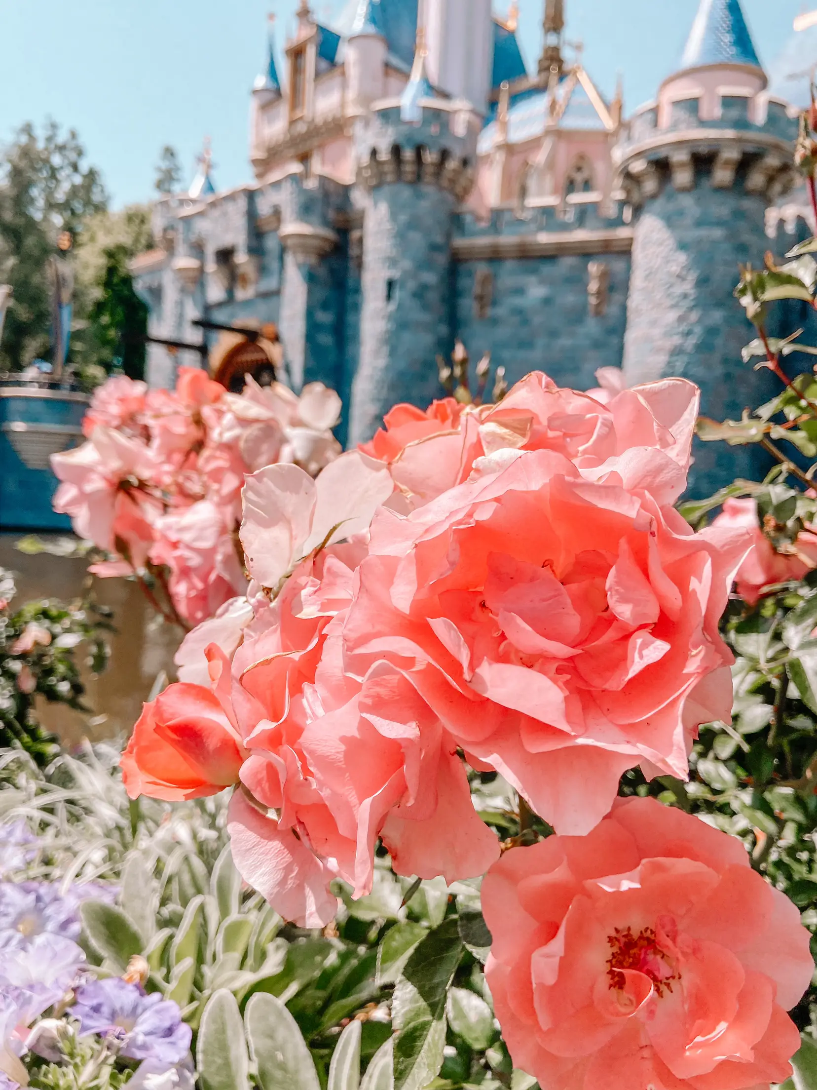  A flower garden with a castle in the background.