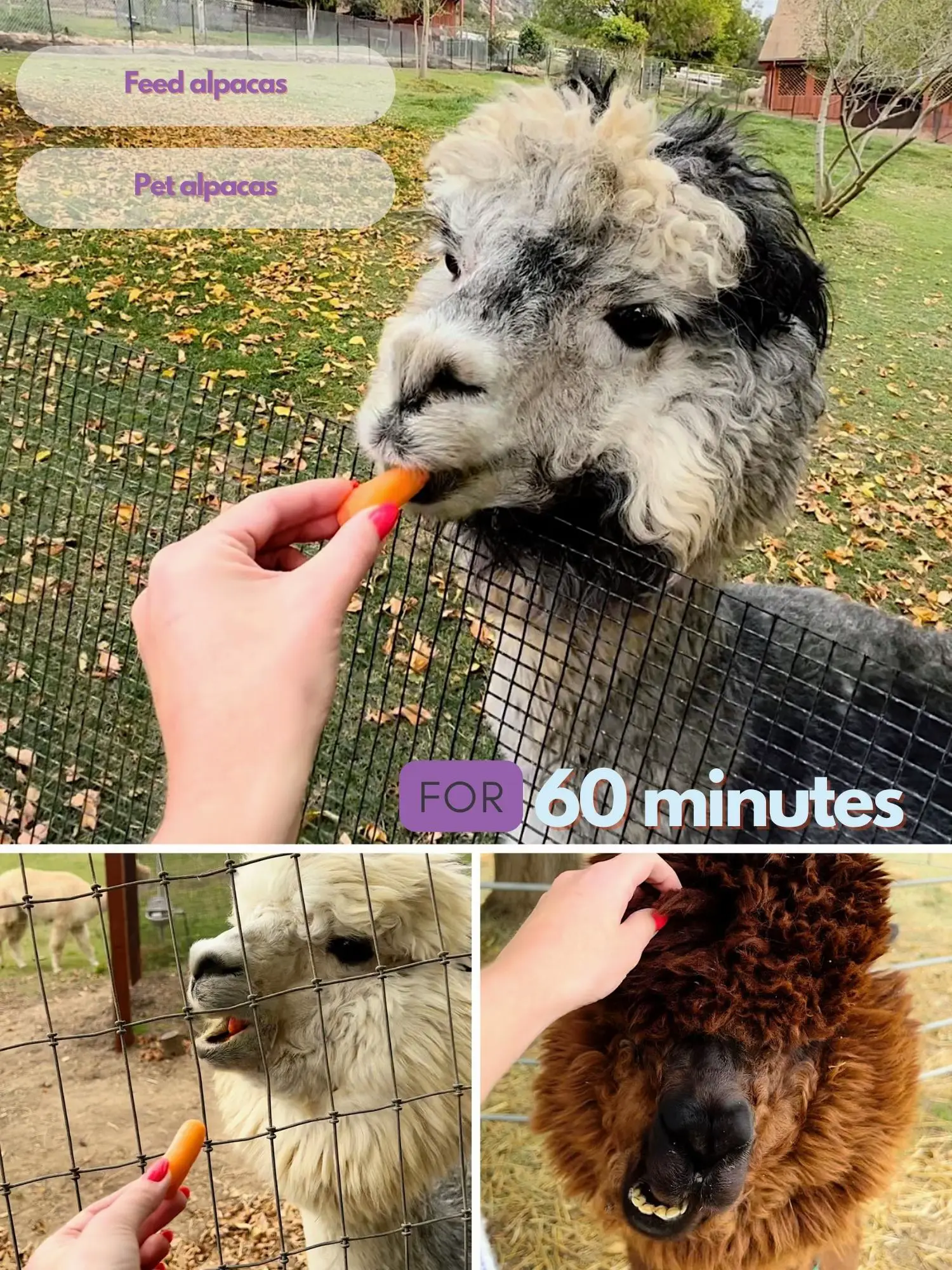 Cute Animals on The Alpaca Farm Lemon8 Search