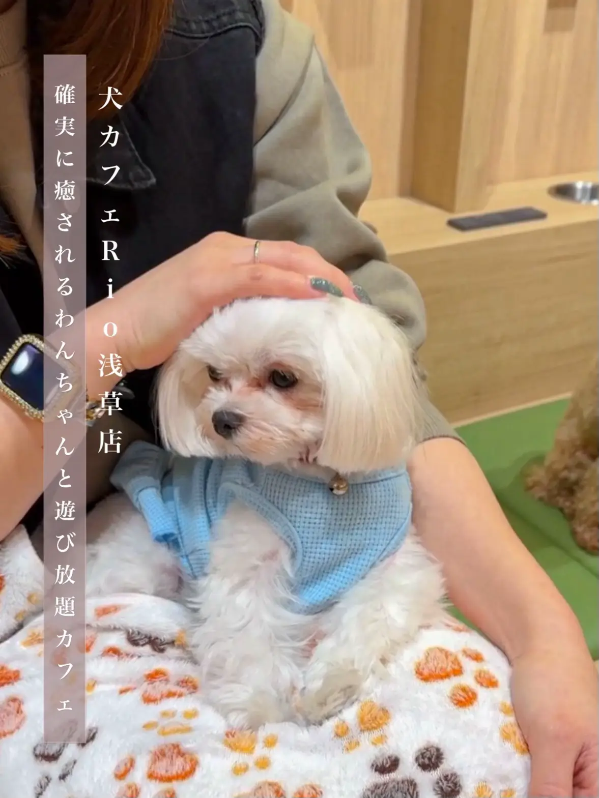 【東京】確実に癒される犬好き必見なカフェ🐶