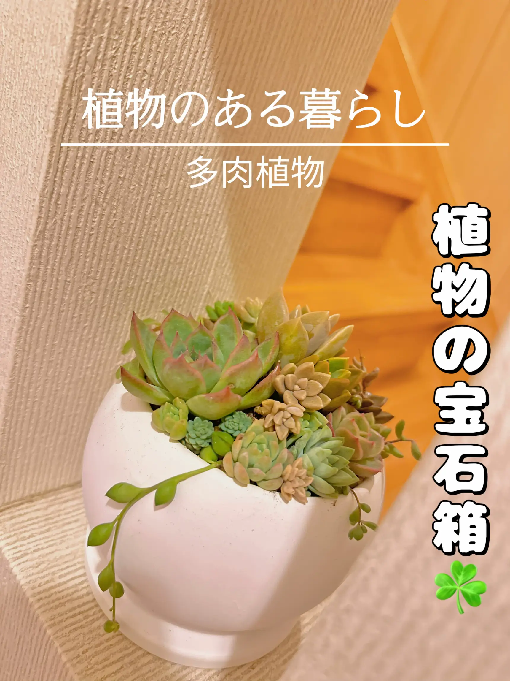 多肉植物♡ひろたい様専用♡ | nate-hospital.com