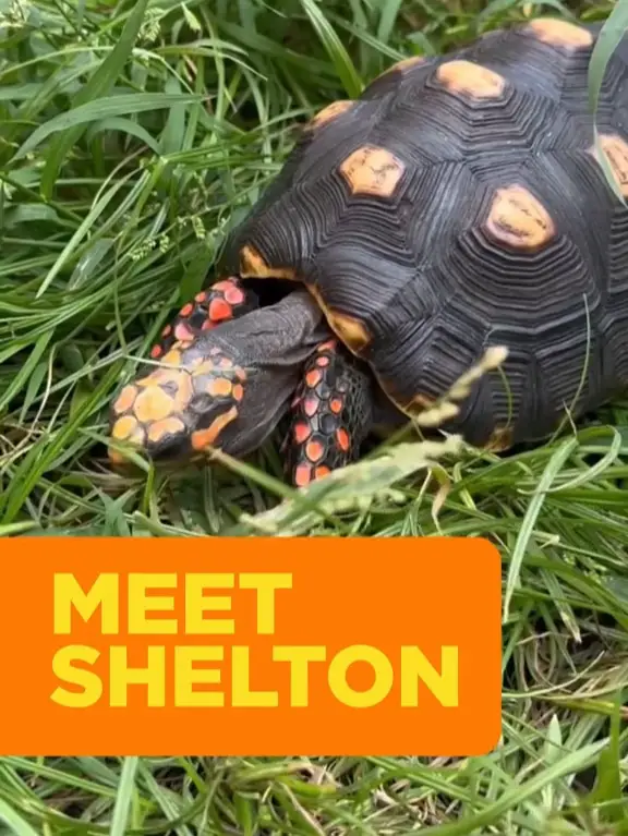 Meet Shelton John our Red Footed Tortoise Video published by Once in