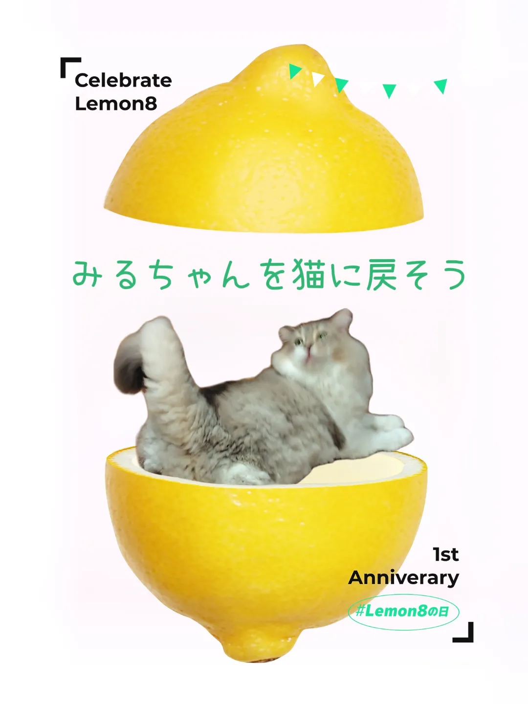 みるちゃんを猫に戻そう | ペロ猫ちゃんが投稿したフォトブック | Lemon8